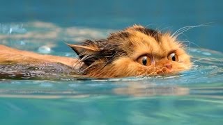 Water Cats funny cats video