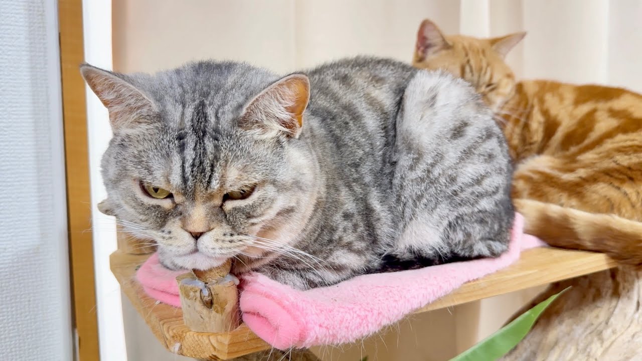 子供と寄り添ってくつろぐママ猫の表情が...