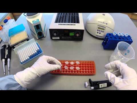 Genomic DNA Extraction From Whole Blood Teaching Kit