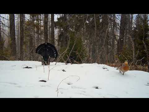 Western Capercaillie mating Slovakia 2022