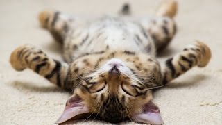 Los Gatos más Chistosos y Extraños - Gatos graciosos - Gatos divertidos - Gatitos raros