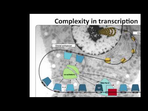 Regulatory Network Analysis