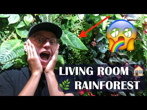 How I built a rainforest in my living room. (DIY living plant wall)