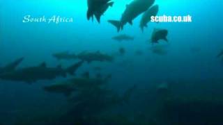 preview picture of video 'Scuba Travel World Wide Holidays: South Africa Diving'