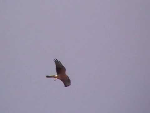 Birding Slovakia (Branislav Matejovič) - Circus pygargus - Kaňa popolavá