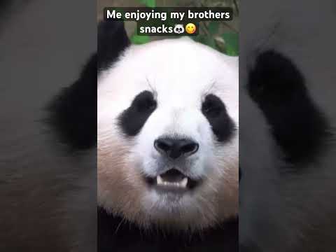 🐼😋#funny #animal #panda #pandapanda #viral #viralreels #viralvideos #viralshorts