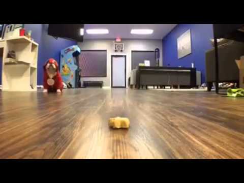 I'm the fastest dog alive! ‪#‎repost‬ ‪#‎Flash‬