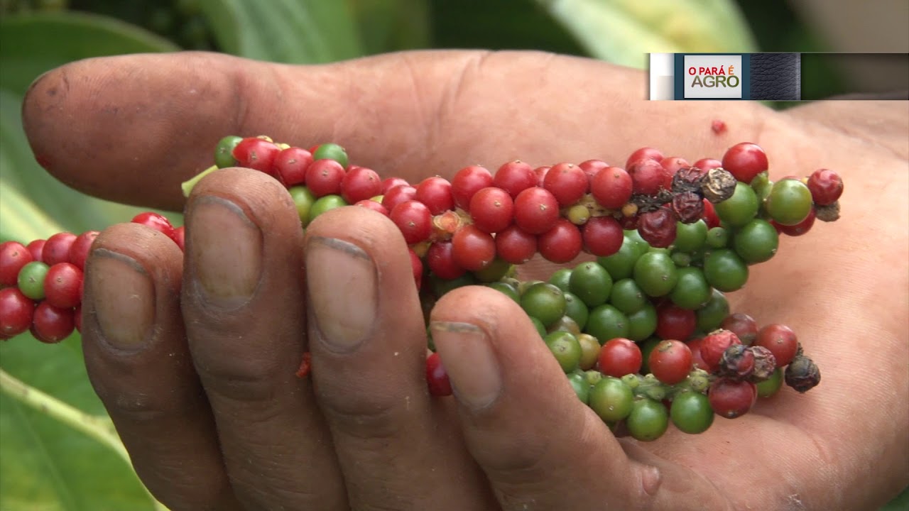 CADEIA PRODUTIVA DA PIMENTA DO REINO