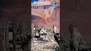 Download lagu Ngakak‼️Monyet vs ayam jago, kambing ngantuk liat nya #trendingshorts #shorts #animals #monkey #goat mp3
