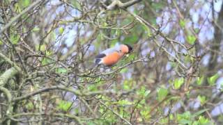 Bullfinch