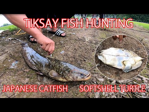 tiksay fish hunting/catfish and softshell turtle hunting with vietnamese hunters