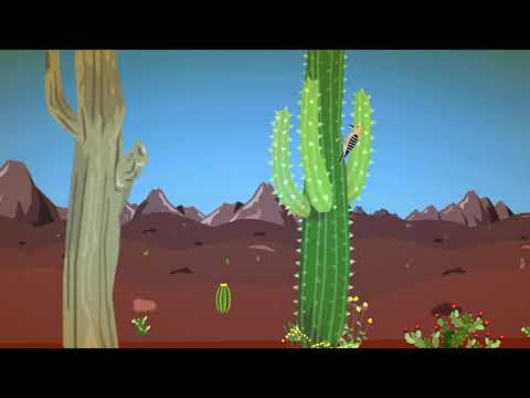 Find the Birds Video