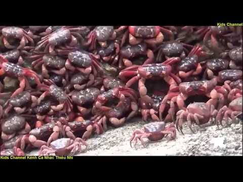 Bài Hát Con Cua ✿ Âm Nhạc Thiếu Nhi Sôi Động Dành Cho Bé  - Duration: 15:21.