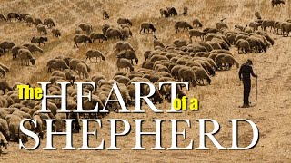 The Heart of a Shepherd