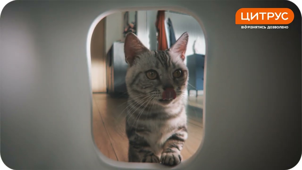 Смарт Лоток Pura Max 2 Self-Cleaning Cat Litter Box video preview