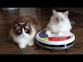 Ide Ragdoll Cats vs VANiGO Robot Vacuum Cleaner funny , Video Ragdoll Cats terbaru!