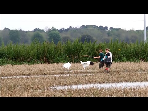 Scientists in Louisiana are using fake eggs to spy on whooping cranes in hopes of learning why some chicks die in the egg, while others hatch. (March 12)