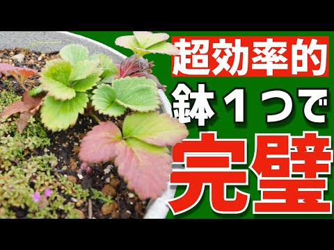園芸 良い植物の組み合わせ