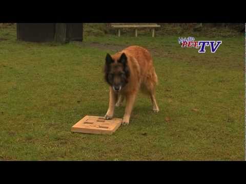 download lagu mp3 mp4 Tervueren Welpen Deutschland, download lagu Tervueren Welpen Deutschland gratis, unduh video klip Tervueren Welpen Deutschland