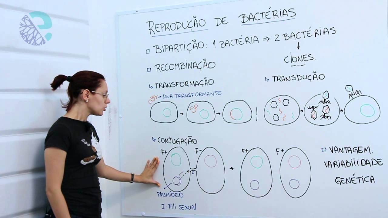 Reprodução de bactérias