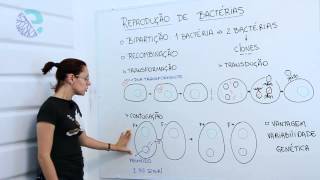 Reprodução de bactérias