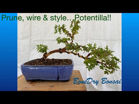 Prune, wire & style...Potentilla Bonsai! BoneDry Bonsai