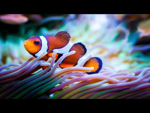 How do fish communicate? || Just Earth