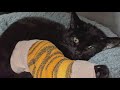 9 Week Old Cat On Road To Recovery After Being Hit By Car
