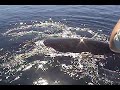 Humpback Whale Shows AMAZING Appreciation After Being Freed From Nets