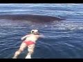 Humpback Whale Shows AMAZING Appreciation ...