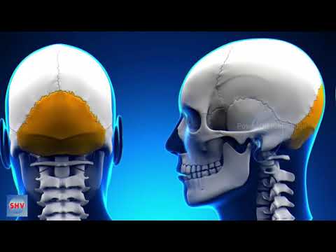 रीढ़ की हड्डी की शक्ति को पहचानिये | Power Of Spinal Cord | Sadhguru Hindi Vachan #22