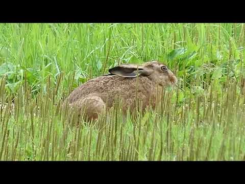 Das spannende Leben vom Hase Feldhase beim grasen und hoppeln in 59 Sekunden Rabbit Hasen Osterhase