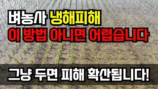냉해로 벼가 누렇게 떴다면? 이상기온 땐 비료 말고 이렇게 하세요! 벼농사