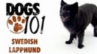 Swedish Lapphund