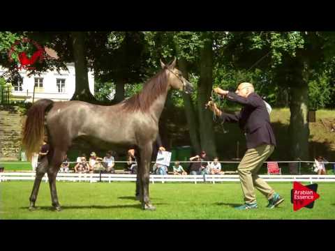 N.20 SHAKEELA - Scandinavian Open Championship 2017 - Yearling Fillies (Class 4B)