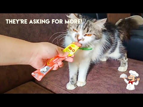 Cats Eat Snack Together
