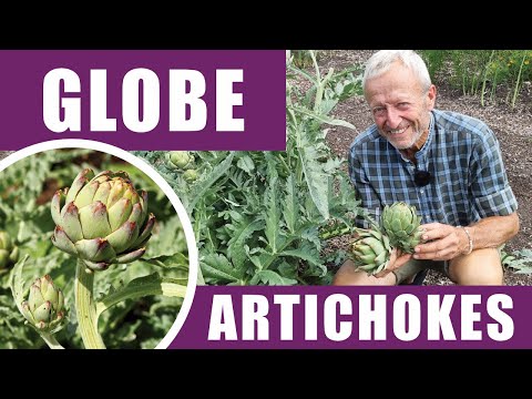 No-Dig Globe Artichokes: Seed to Harvest Guide