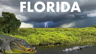Florida Thunderstorm & Alligators in the Everglades LIVE