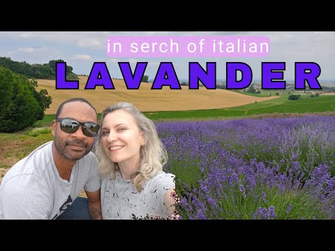 American + Russian Couple's Lavender Field Adventure in Italy
