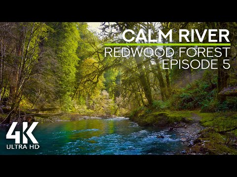 Relaxing Sounds of the Calm River & Birds Chirping (4K UHD) - Redwood Forest Ambience #5