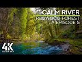 Relaxing Sounds of the Calm River & Birds Chirping (4K UHD) - Redwood Forest Ambience #5