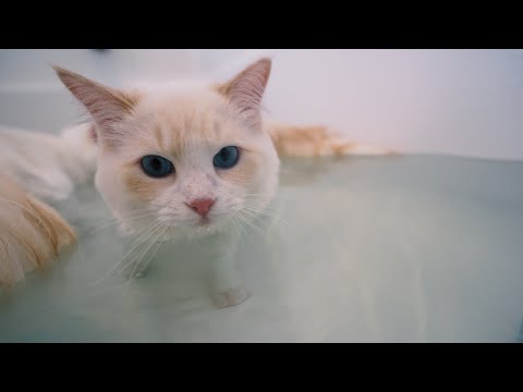 How to Get your Cat Used to Water (4 Step Tutorial) | The Cat Butler