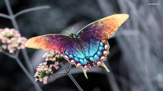 Caminar Contigo   Joan Sebastian Feat  Lucero HD Con Letra Alta Definicion   MP4 1080p HD high end d