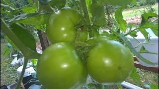 Mid Summer Garden Update