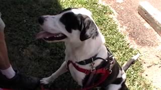 In Memory Of Willie Nelson