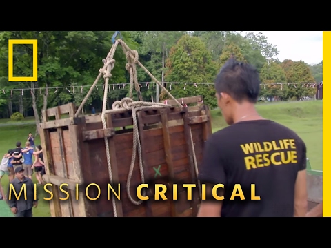 How to Move a Rhino | Mission Critical