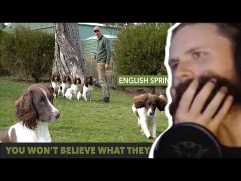 Forsen Reacts - An introduction to English Springer Spaniel for hunting - Rosstulla Gundogs