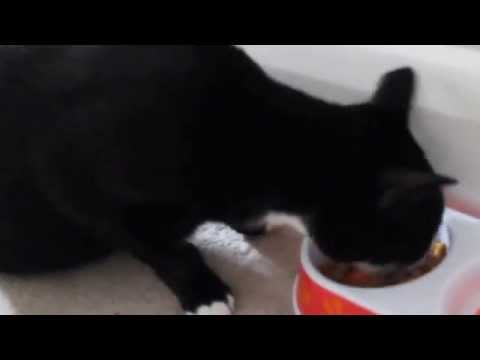 Helping your cat recover after major surgery: Food