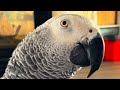 Family Adopts A Parrot Now He Won T Stop Talking