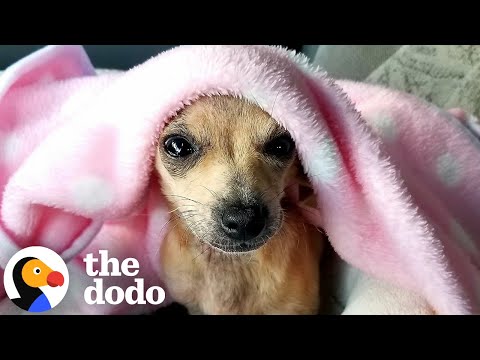 Someone Adorable Was Abandoned In This Doghouse | The Dodo - YouTube
